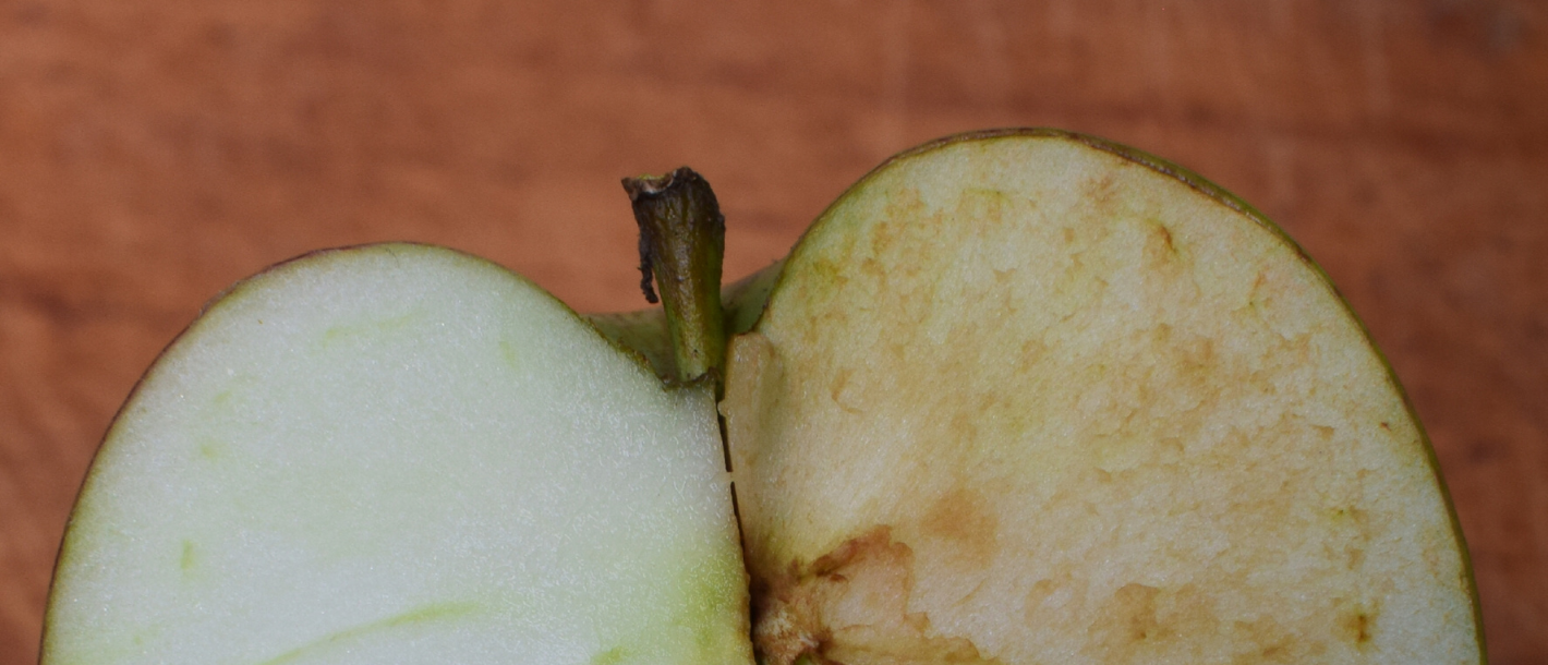 What is an Antioxidant and why do I care?