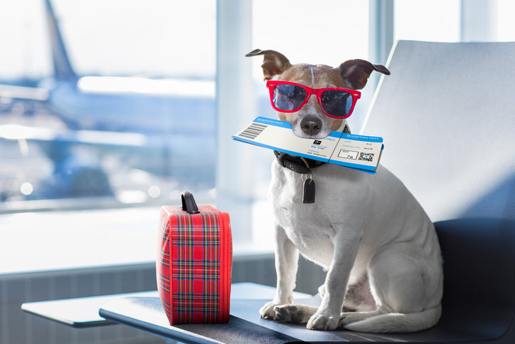 Brush On Block image of dog with boarding pass at airport