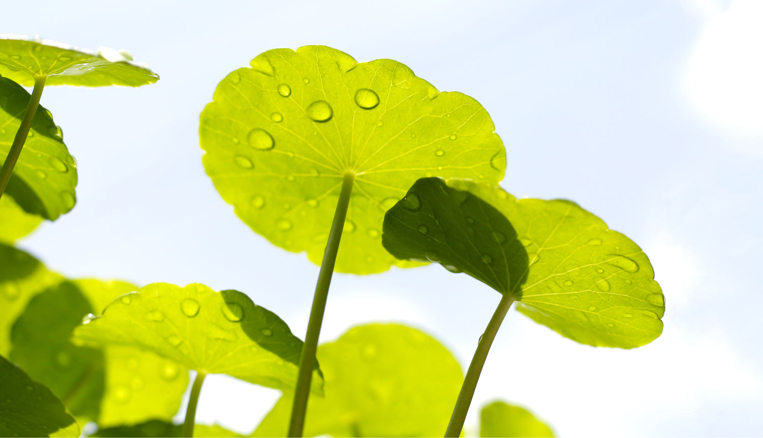 Green cica leaves, calming botanical reducing redness and irritation.